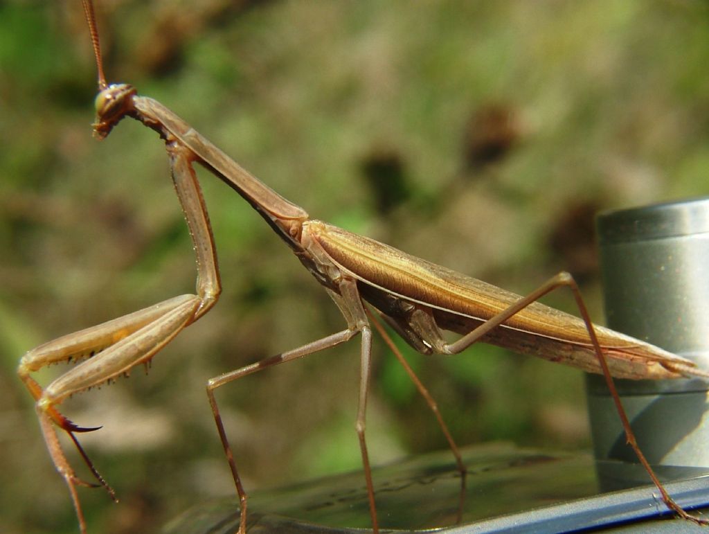 Mantis religiosa ??